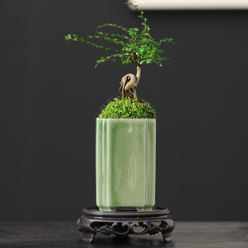 Porcelain Square Celadon Glaze - огляд і ціна Bonsai Garden Art